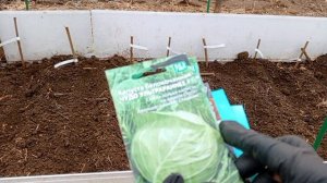 Посадка капусты на рассаду