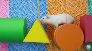 Хомячок убегает из красочного лабиринта с пауком! 3 часть