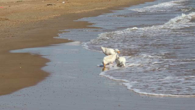 Мои скитания. Дагестан. Гуси на пляже в Избербаше