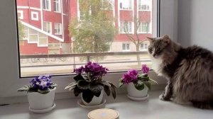 Слушать Песни Павловых стало еще удобнее на Яндекс Музыке