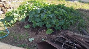 ДЕНЬ ИЗ ЖИЗНИ В ДЕРЕВНЕ июль2025