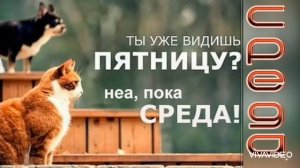 ДОБРОЕ УТРО. СРЕДА. И ЭТО ЗДОРОВО! ЗНАЧИТ СКОРО ВЫХОДНЫЕ. ПРИМИТЕ ГЛОТОЧЕК ПОЗИТИВЧИКА С УТРА