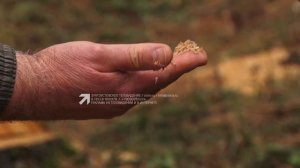 В районе 7-го жилучастка злоумышленники спили 23 живых и здоровых дерева