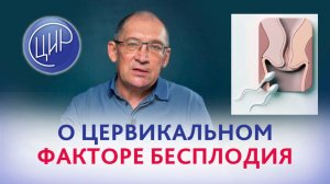 Цервикальный фактор бесплодия: научные исследования и международные клинические рекомендации.