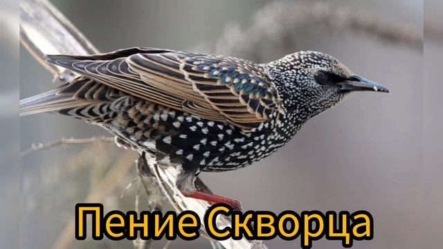 Пение забавного Скворца/релакс для души и отдыха