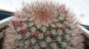 В этом году кактус в первый раз дал бутоны. Я увидел бутоны на кактусе. Геннадий Горин