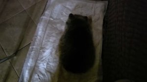 ПУСЯ БОЛЕЕТ