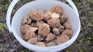 СТОЛЬКО ГРИБОВ Я ЕЩЕ НЕ ВИДЕЛ! СТЕПНЫЕ СМОРЧКИ / СБОР ГРИБОВ ВЕСНОЙ 2026. ГРИБАЛКА.