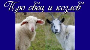 Про овец и козлов