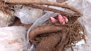 Получила посылку с саженцами