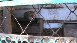 19)ЛАГОНАКИ(2013 ГОД 27 ОКТЯБРЯ)