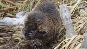 Водные процедуры: болотный бобр умывается. Ничего милее я в тот день больше не увидела