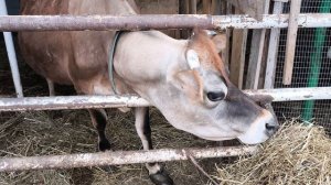 Готовим начинку. Хозяйство. Сало какое получилось.