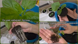13 апреля 2026. Пикирую перец, петунию, гортензию и огурцы 🌱🌺🫑🥒
