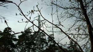 Лиинахамари — Черная весна (Клип 2026)