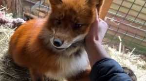 Лиса-Алиса. Огненный лис и его соседка