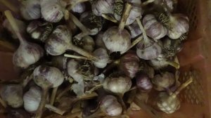 2344. Рассадный 2026. Снимаем укрытие с чеснока озимого,посеянного осенью.