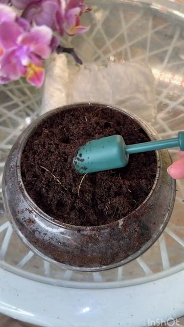 Рассада перца: проращивание и посадка