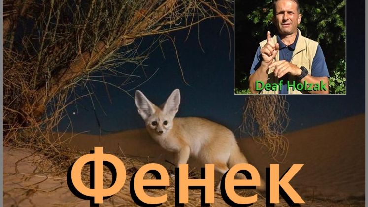 Deaf Holzak Фенек