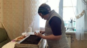 Посеяла для открытого грунта. Томаты.