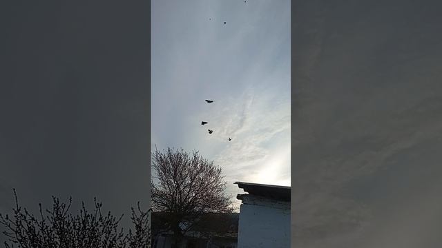 мои голуби, Ростовская область Сальский р-н