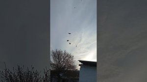 мои голуби, Ростовская область Сальский р-н