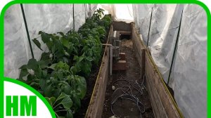 14 апреля. Высадила перец в теплицу, будем надеется на лучшее.