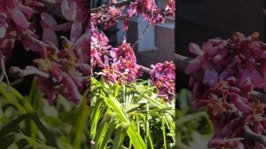 РОЗОВАЯ ВУАЛЬ