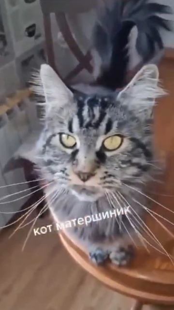 Матершинник... #кошка #кот #киса #киска #котяра #мат #ругательство #нецензурщина #нецензурныеслова