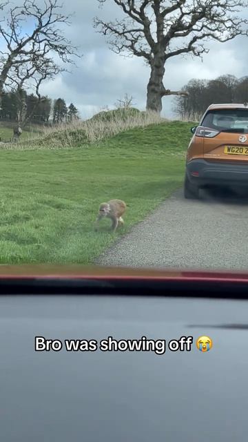 Показал таланты