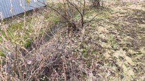 14 апреля. Утро. Московская область.