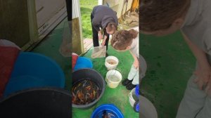 Опытные ценители кои из г. Тула выбирают нужный #цвет 🌈 Полный процесс! #кои #свойцвет #пруд  #ланд