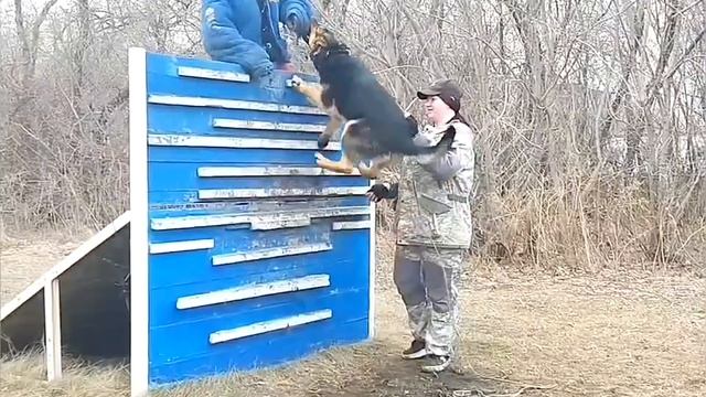 Дрессировка собак в Омске - ОЦССС