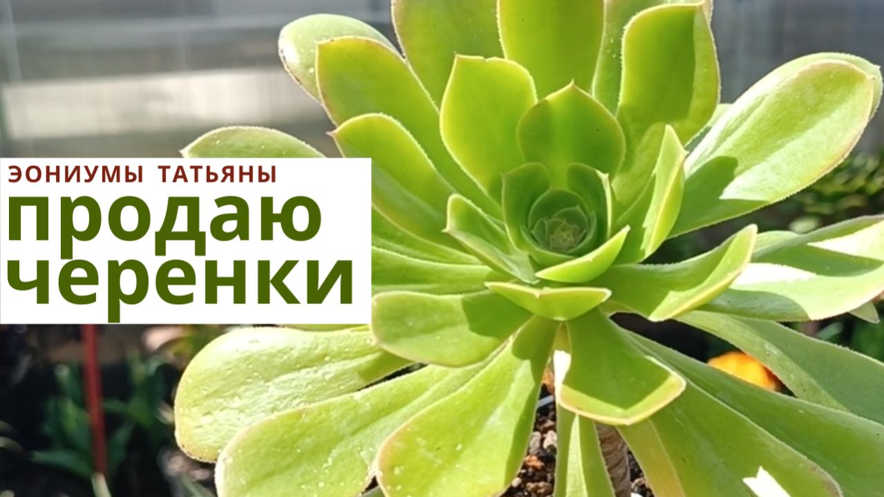 238. Продаю черенки эониумов