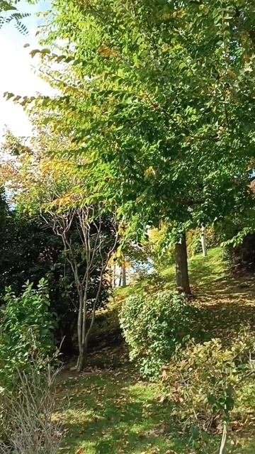 САНАТОРИЙ СБЕРБАНКА МРИЯ. Японский сад...