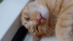 я и мой чипик