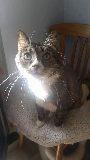 Топчет плед