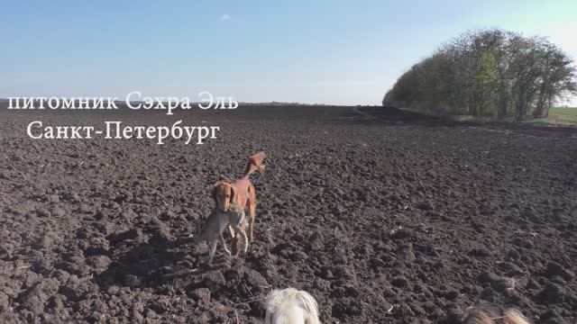 Охота с Тазы. Первопольный кобель работает один, 2019 г. смотреть онлайн