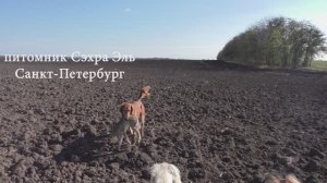 Охота с Тазы. Первопольный кобель работает один, 2019 г.