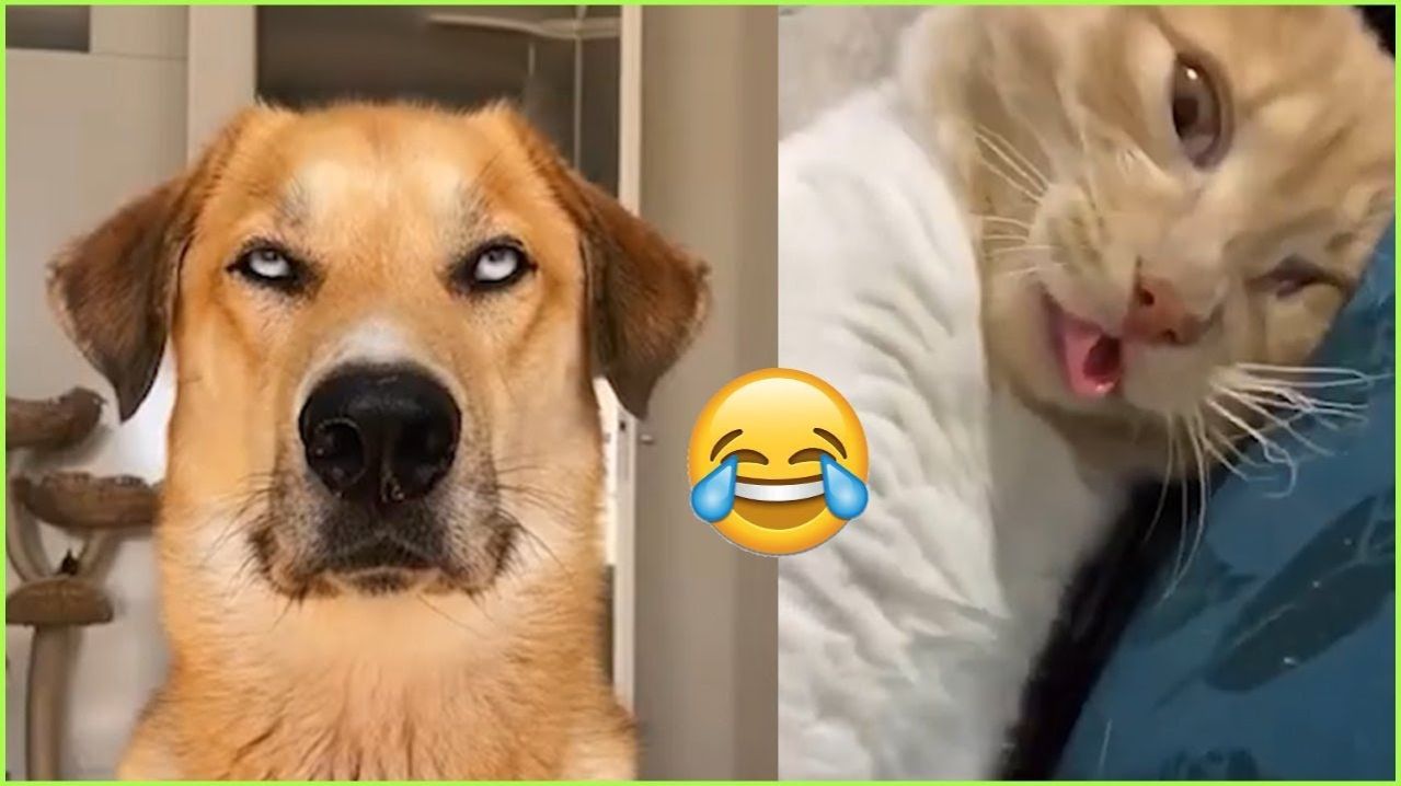 Смешные и забавные животные 😻😺 Лучшие приколы с животными 🐶 Подборка забавных животных