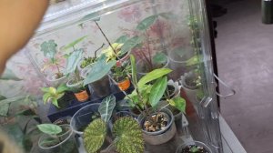 Цветение хойи Женева 🌸 осмотр цветоносов🪻14-04-2026