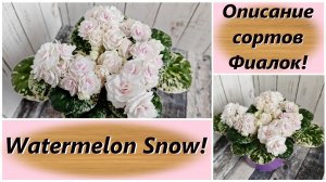 Описание сортов Фиалок! Watermelon Snow!