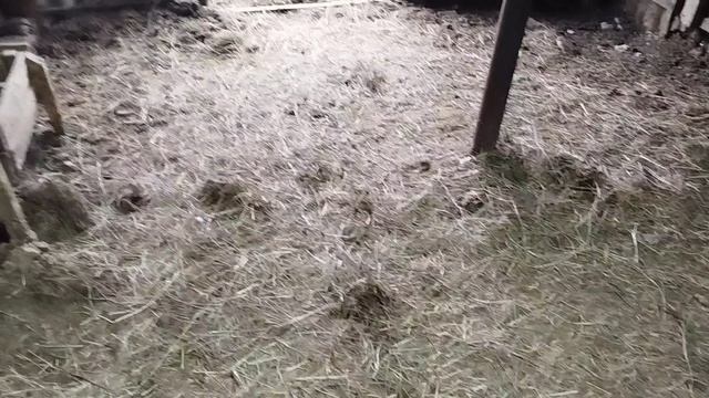 Марта🐮 проломила полы. Весна, тепло, залили воду в ёмкость.