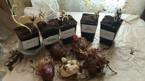 Распаковка посылки -лилии и клематисы