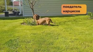 Поедатель нарцисов