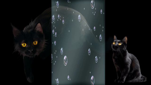 Кот и булькающая вода