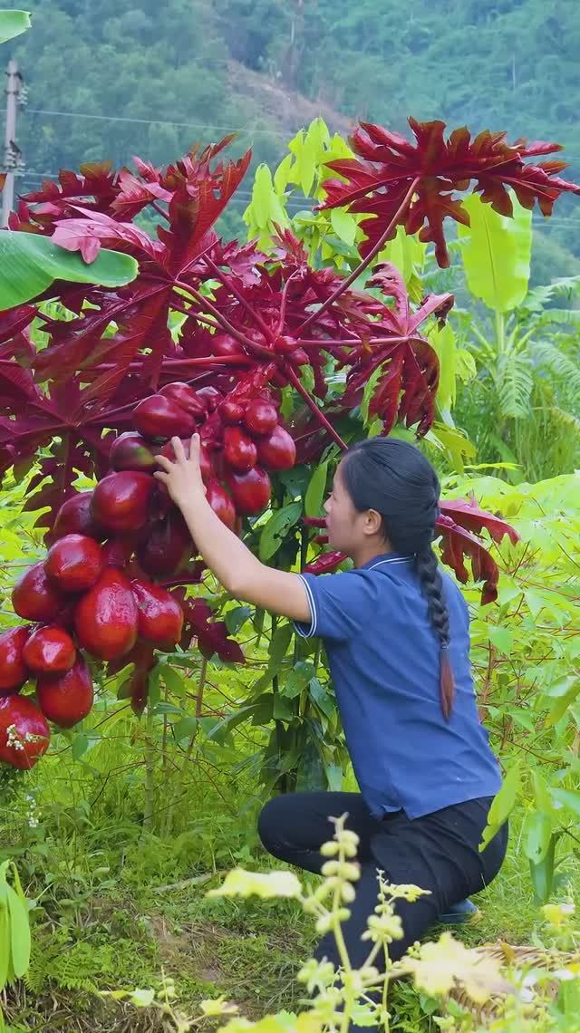 Как собрать гигантские красные папайи и золотой рис за один день!