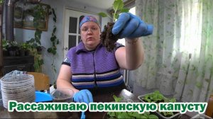 Сроки пикировки пекинской капусты