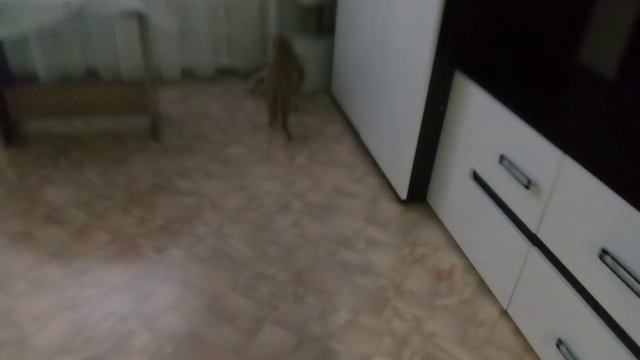 короче говоря игра для кота