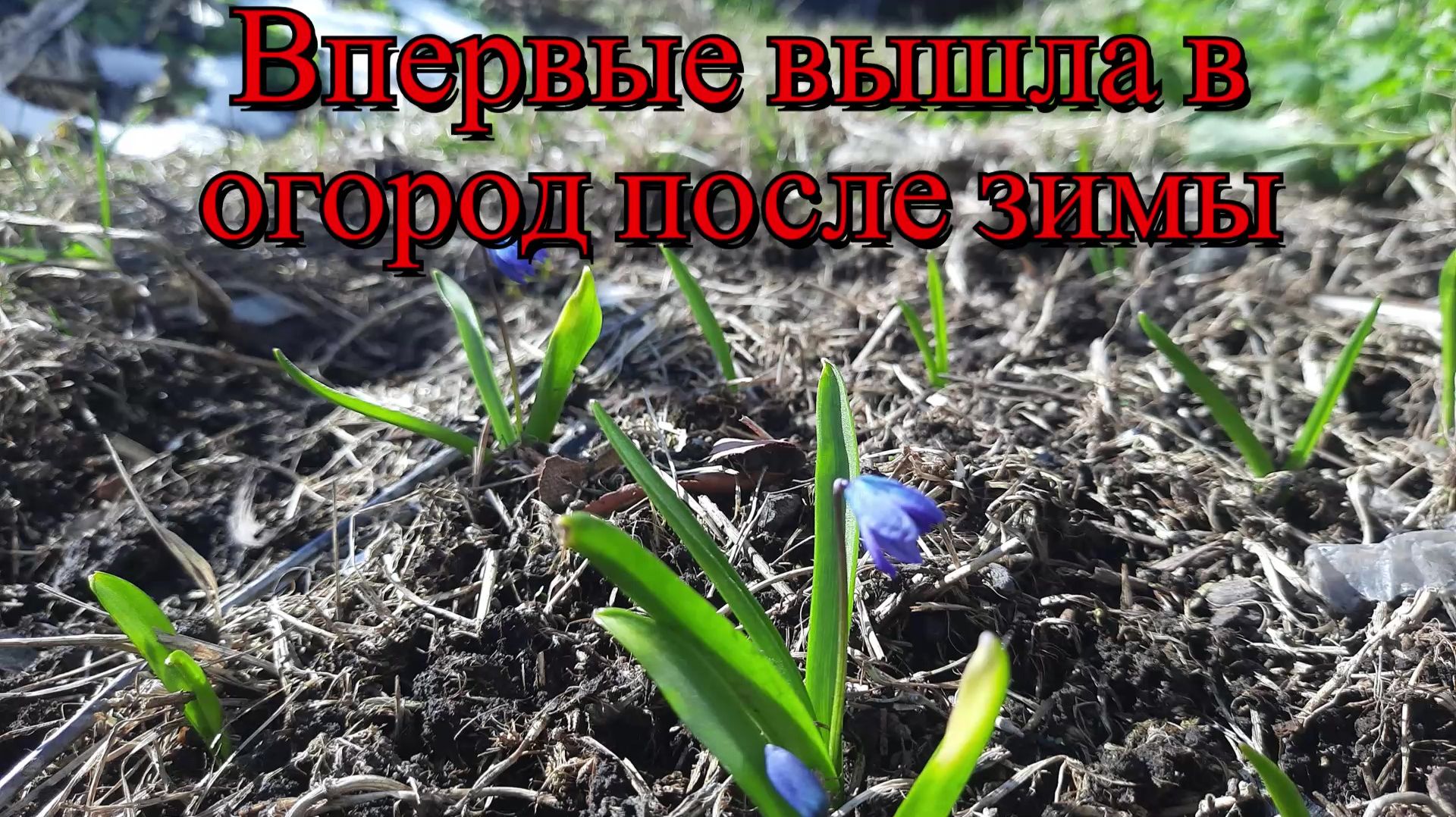 Очень расстроилась, увидев огород после зимы!